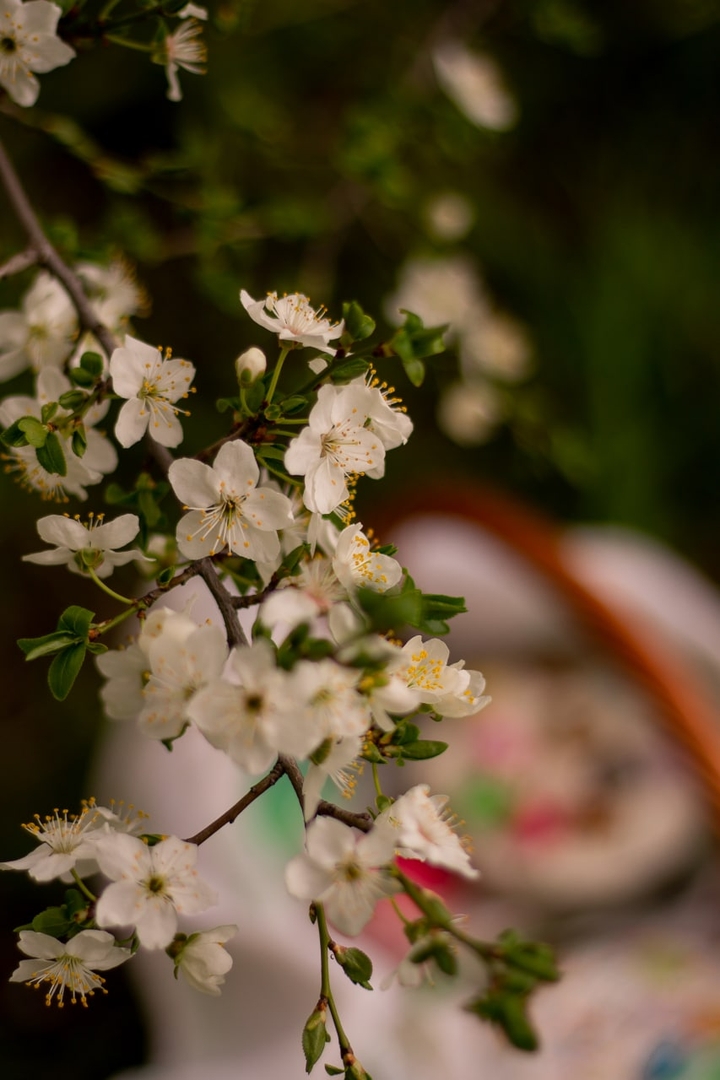 spring