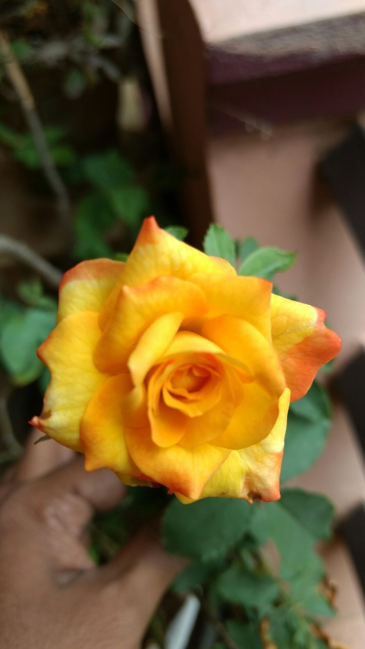 yellow rose