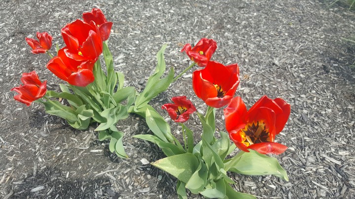 Red Flowers