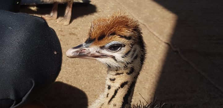 ostrich