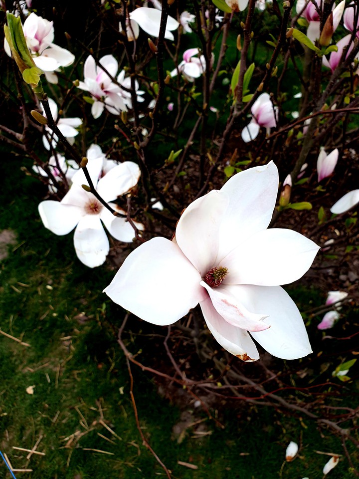 magnolia