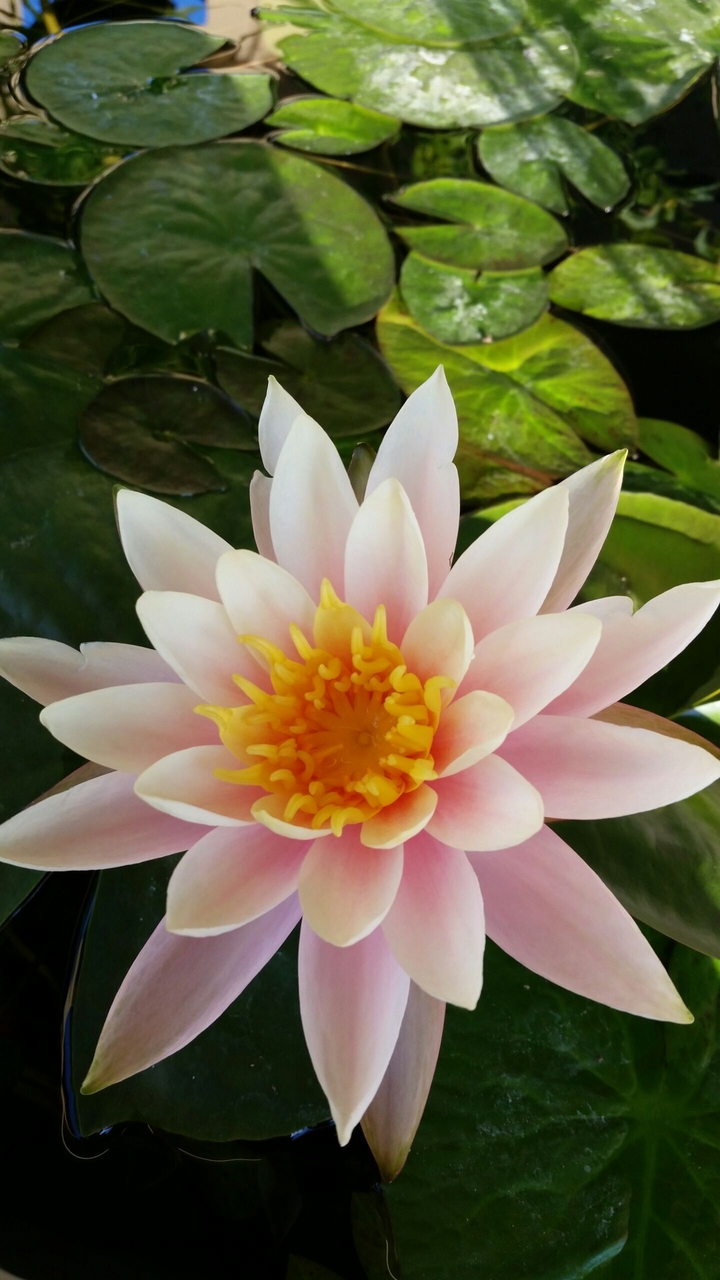 Bloom