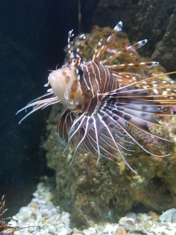 Lion Fish