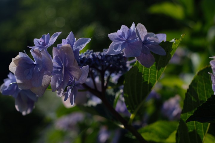 hydrangea