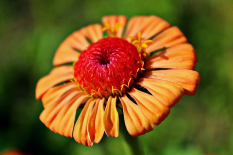 papéis de parede wildflower, green