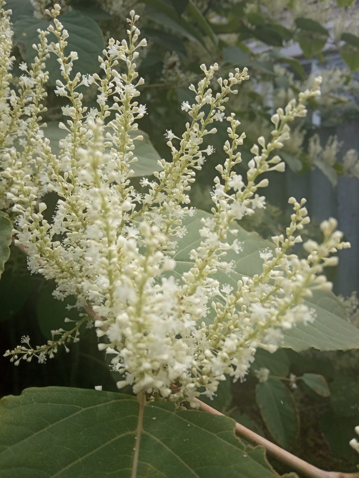 куст