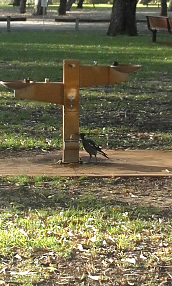 Australian Magpie