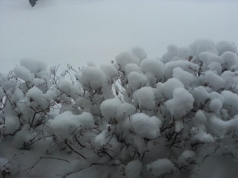 Snow Cotton