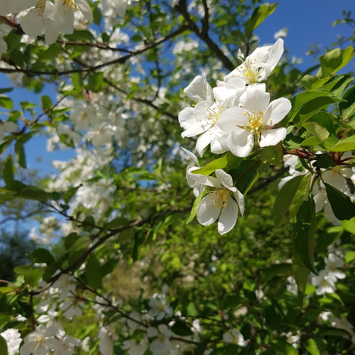Blumen