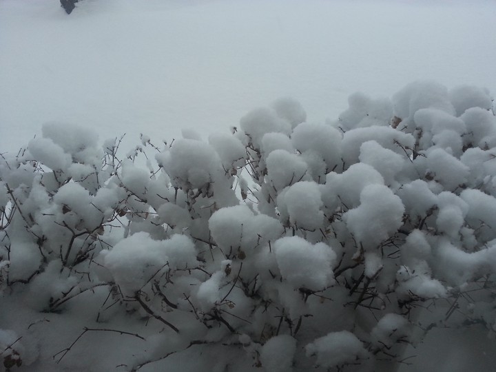 Snow Cotton