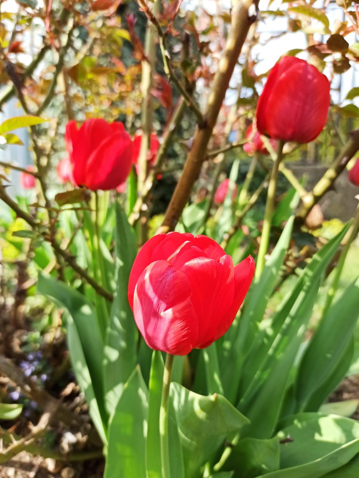 Flowers