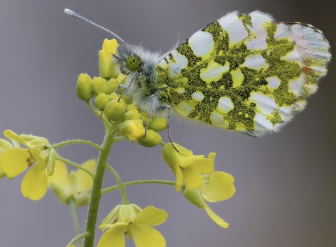тапети butterfly, pontia