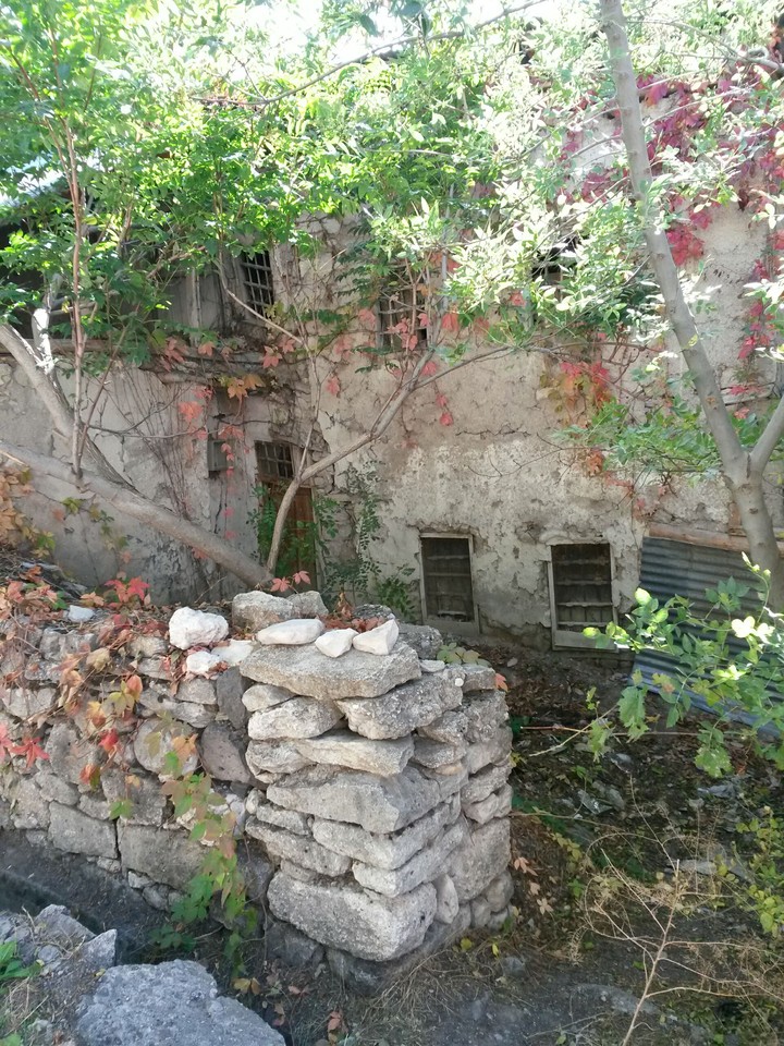 Horror  garden