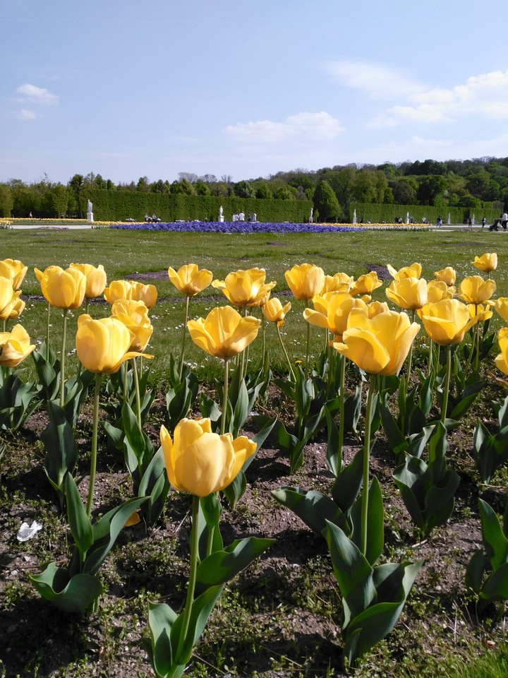 yellow tulips