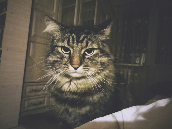 A judging Cat