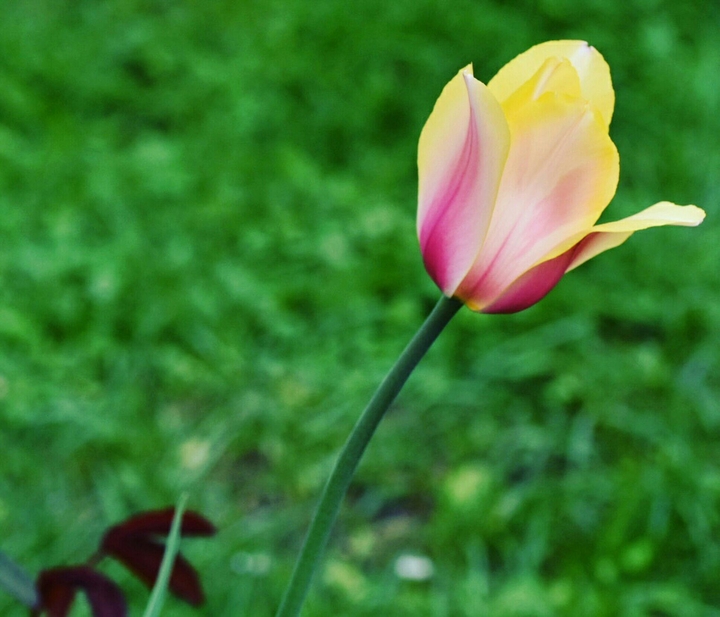 TULPE