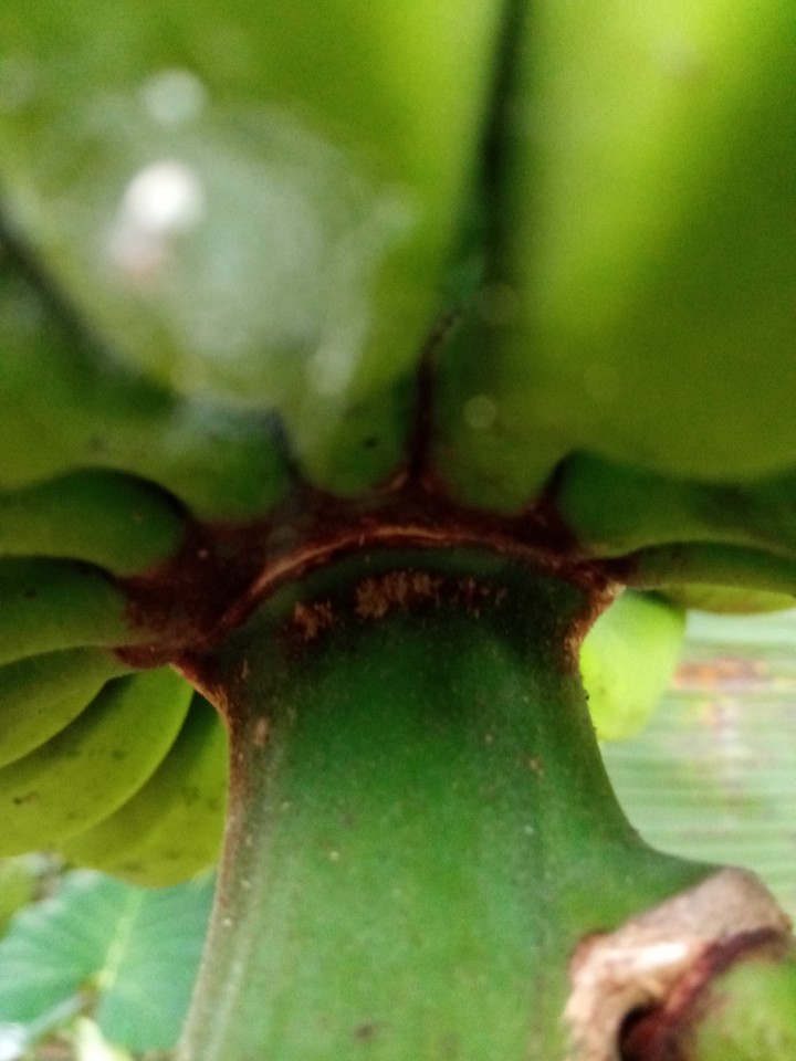 micro