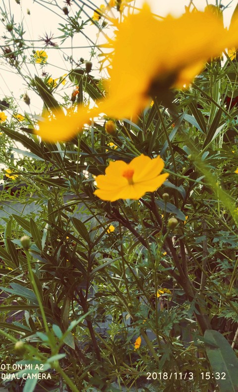 wildflower, flower háttérképek