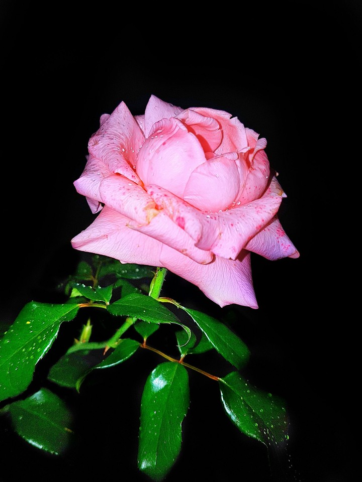 Rosa