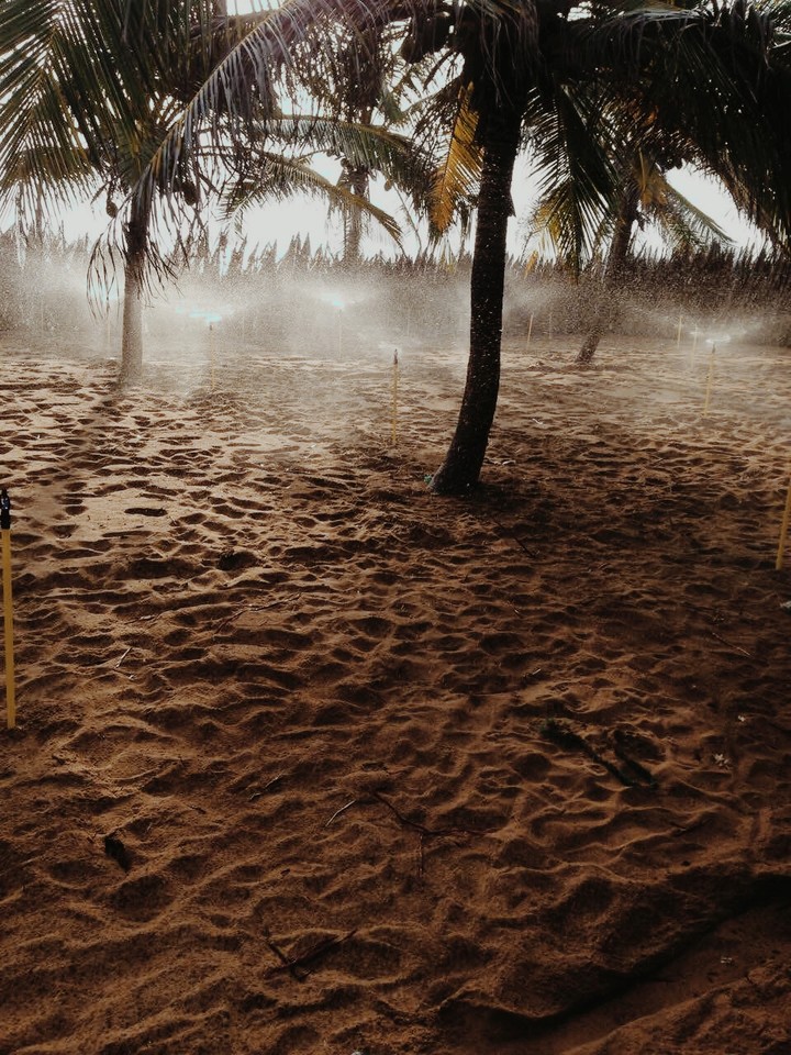 #coconut #tree