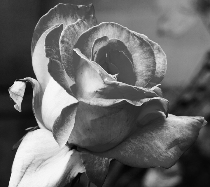 A Rose in Black and White
