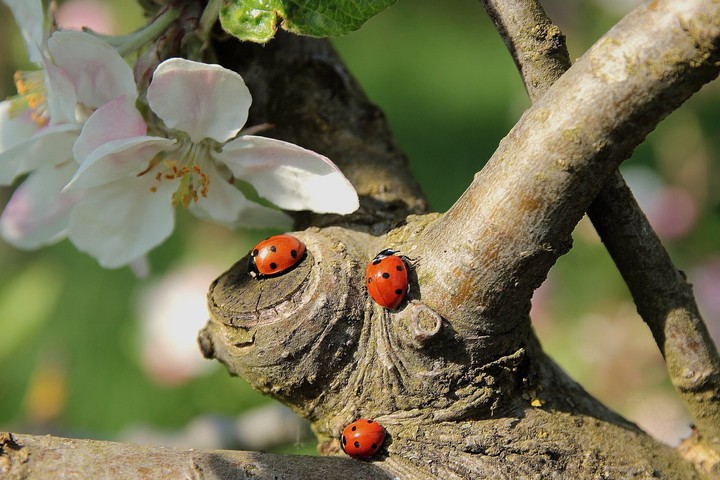 nature