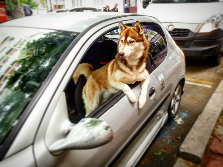 Husky driving