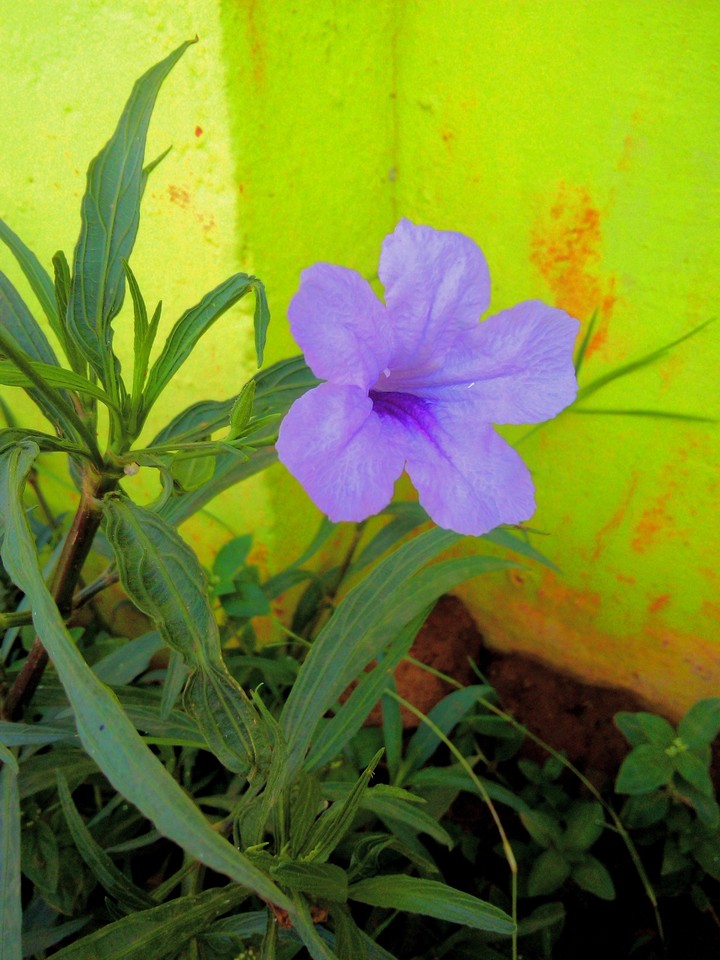 sky flower