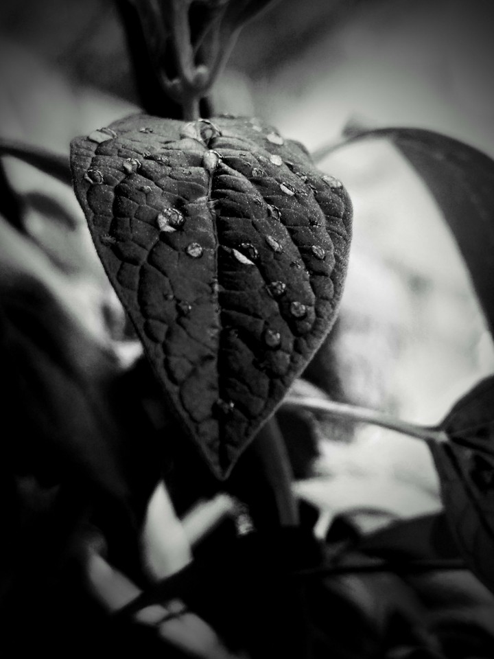 Dew Drops on a leaf