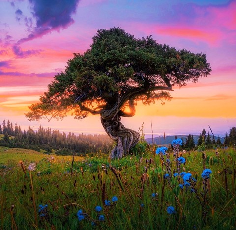 interesting tree...