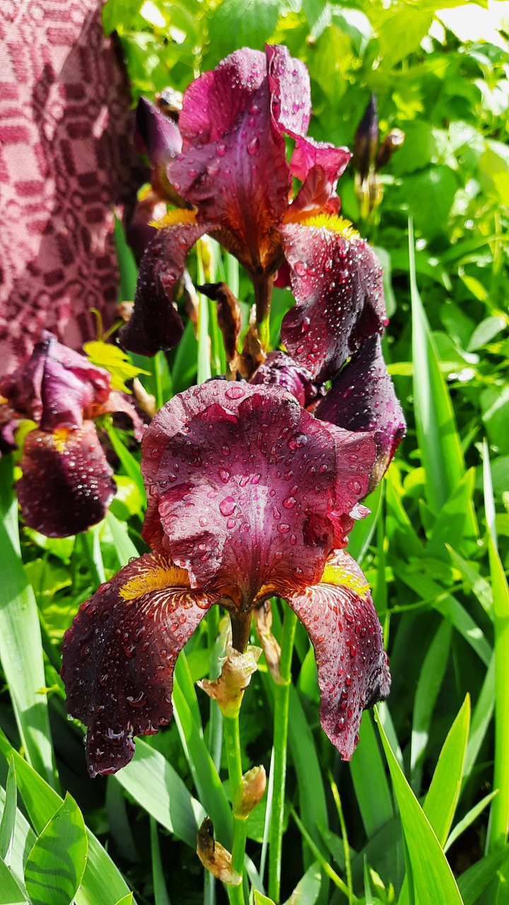 iris