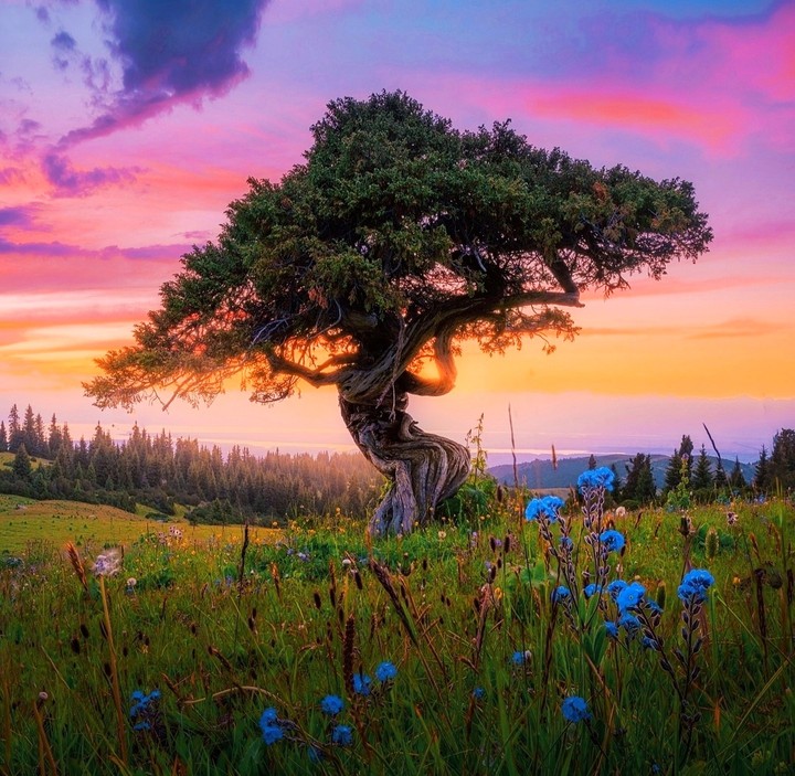interesting tree...