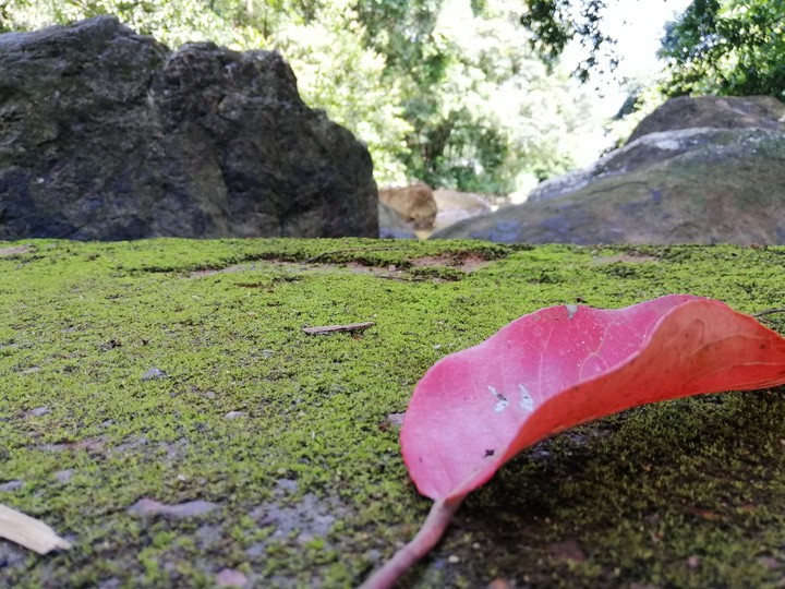 leaf