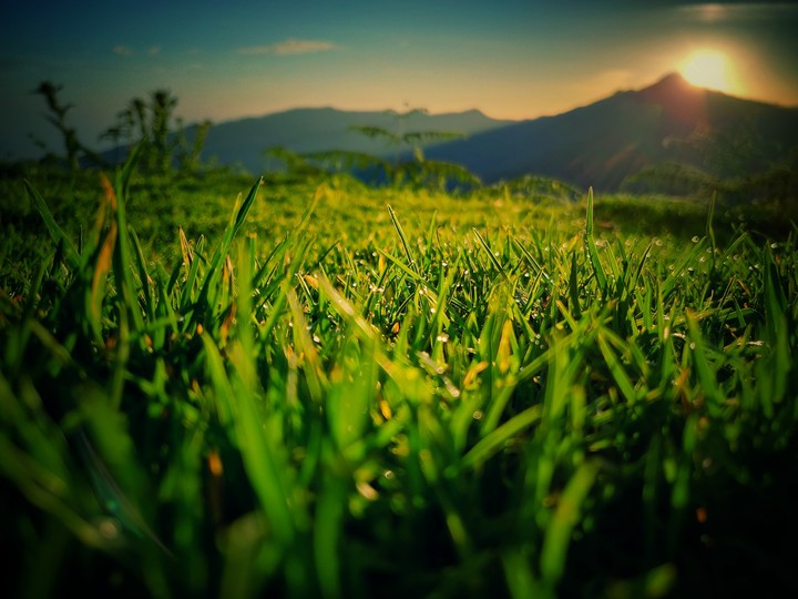 Sunkissed grass