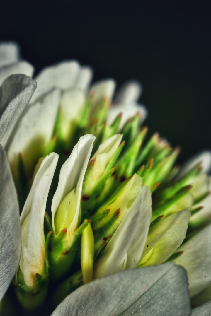 macro