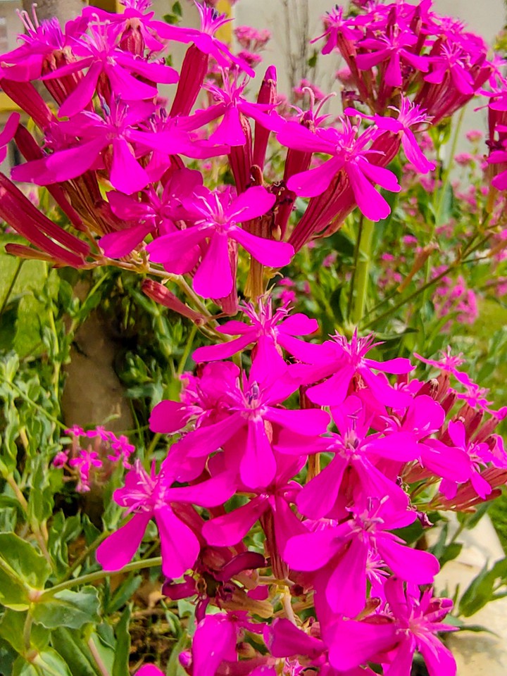 Flowers are love.