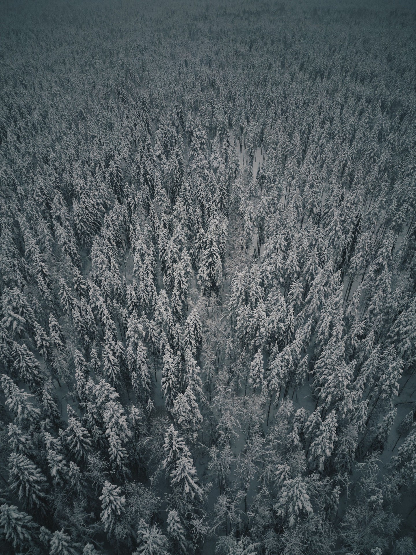 fir, conifers duvar kağıtları