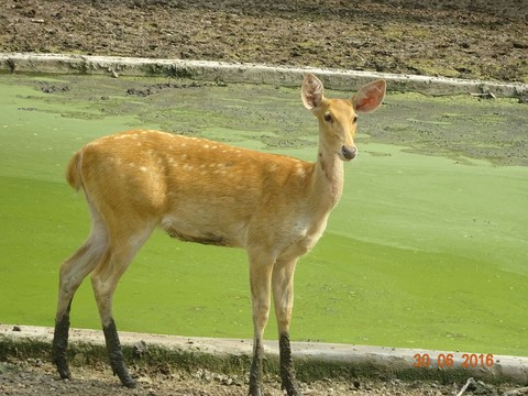 Deer