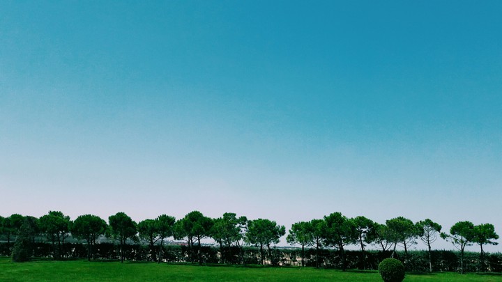 Trees