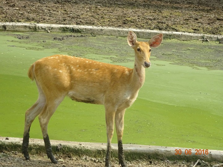 Deer