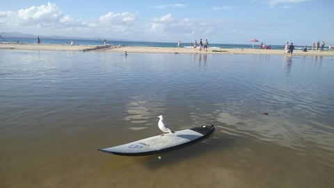 Pigeon surfing