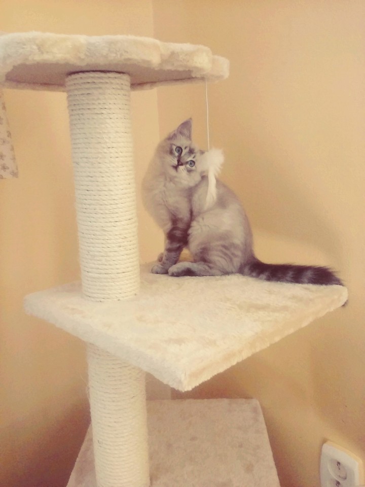 cat