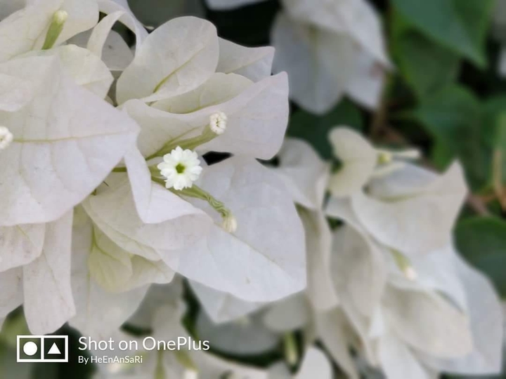 white flowers