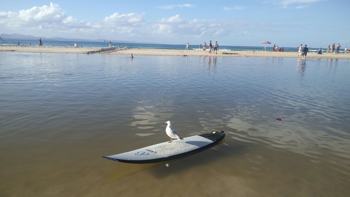 Pigeon surfing