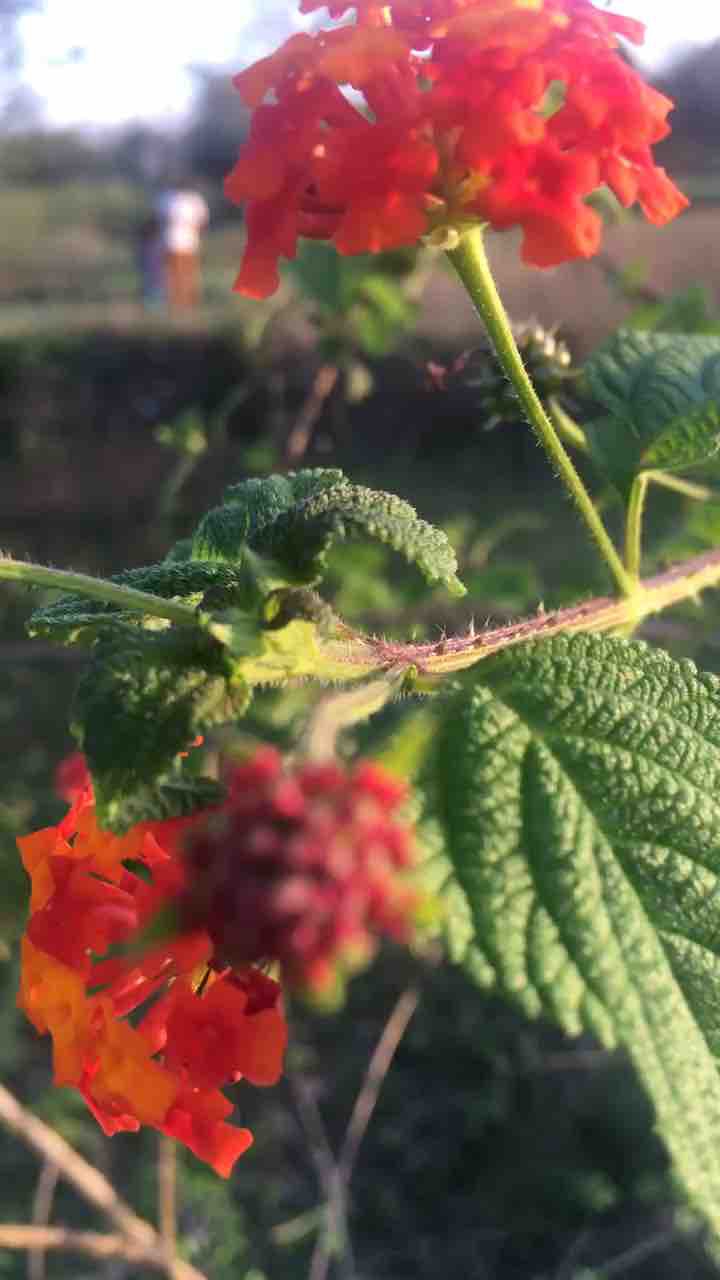 Beauty of nature (use headphones)