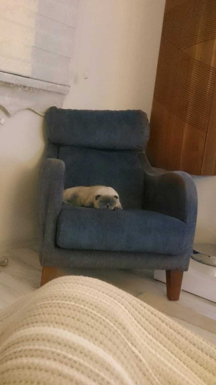 sweet dreams little (maybe big) cat