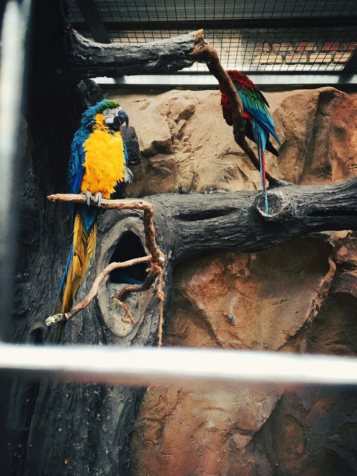 Parrots in a Cage
