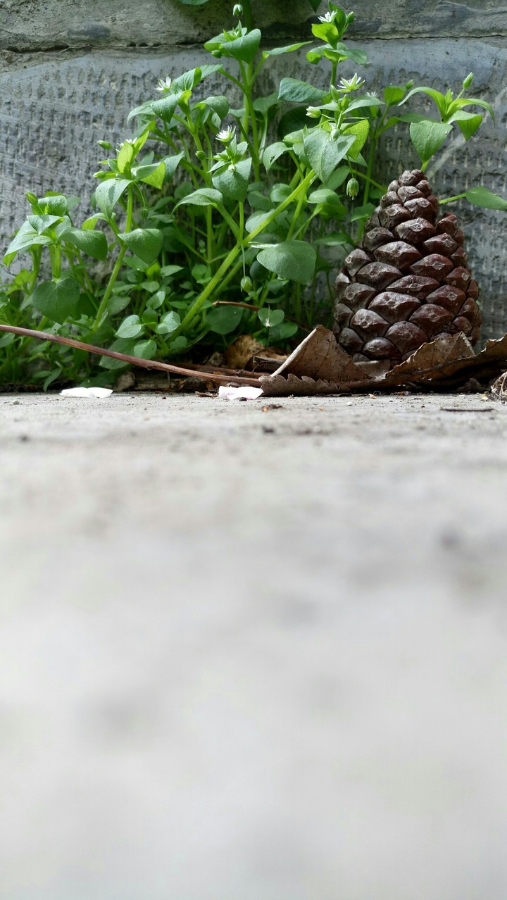 pine