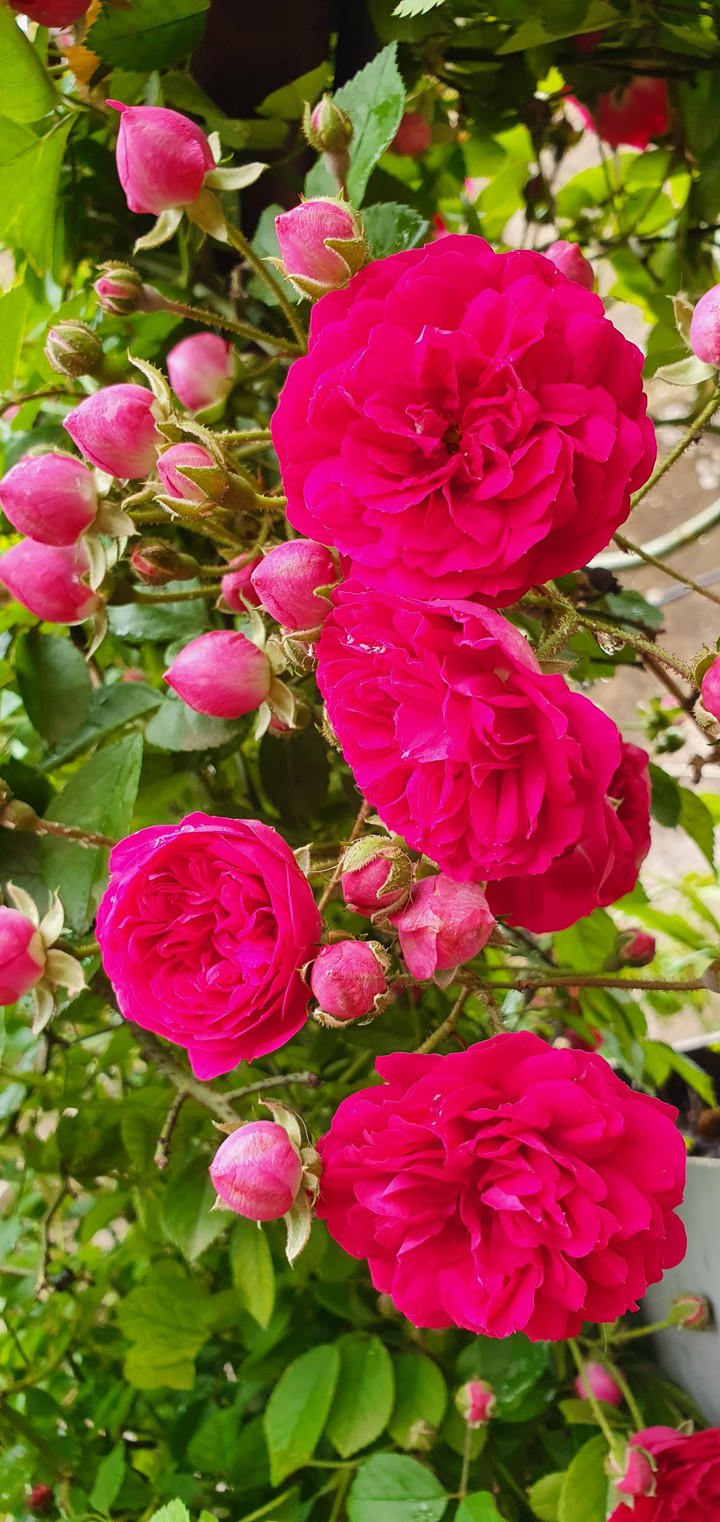flowers