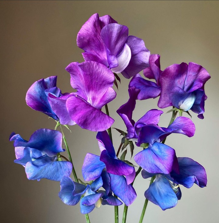 Sweet peas